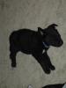sleeping puppy 2_thumb.jpg 1.9K